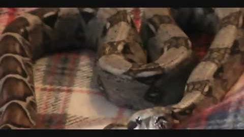 red tail boa ball python