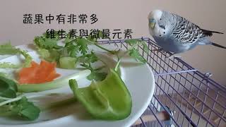 #4 快樂虎皮鸚鵡猜猜看小Q最喜歡吃什麼菜？ Budgerigar ... 