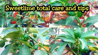 టెర్రస్ లో Sweet Lime ఎలా పెంచుకోవాలి!|How to grow Sweet lime plant in pot Sweet Lime Plant Care