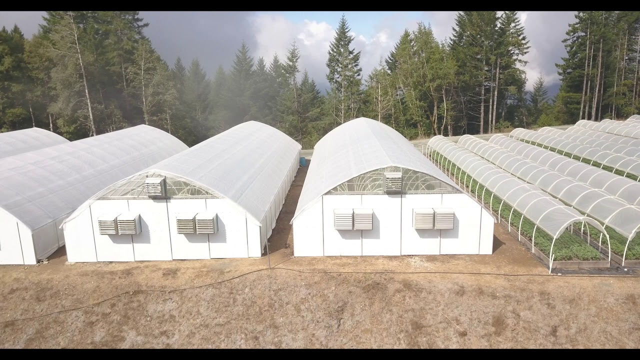 Legion of Bloom X Humboldt Trees