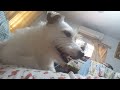 Jack Russell Toto