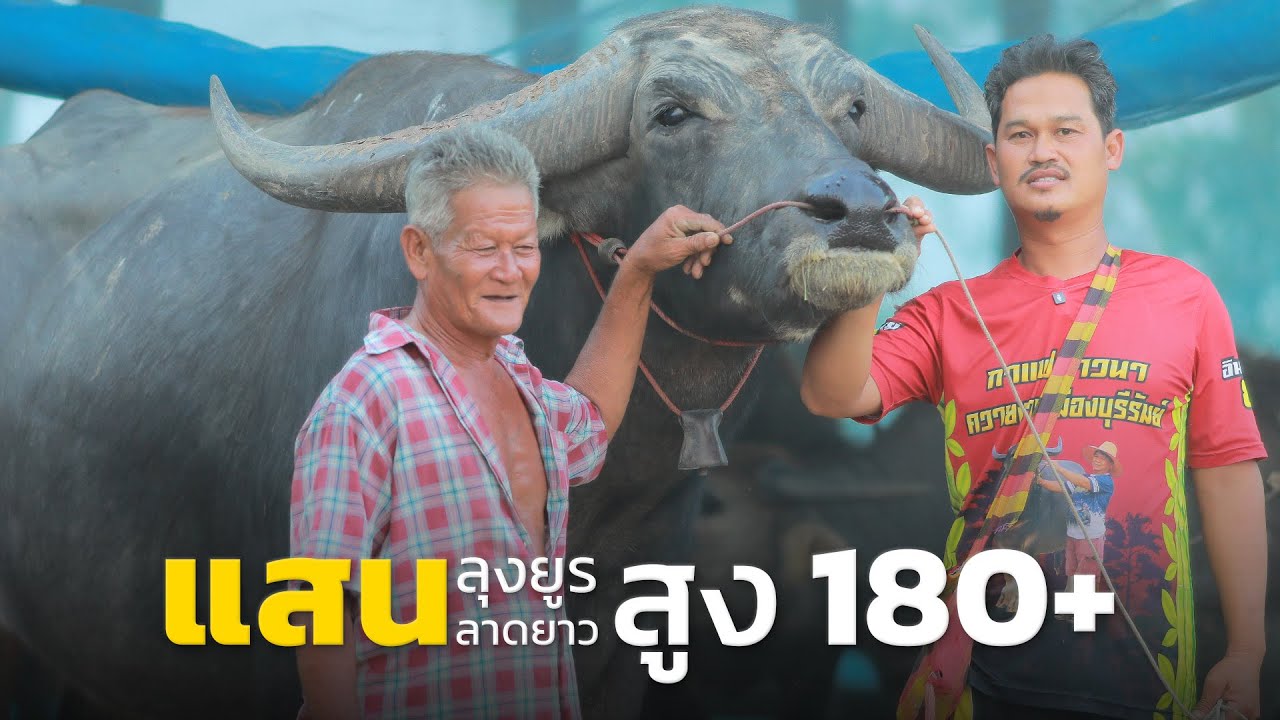 แสนลุงยูร ลาดยาว พ่อของสิบล้อ วันนี้มาพร้อมความสูง 180+ ในวัย 7 ปีกว่า โทร. 063 662 4859 (คุณกวาง)