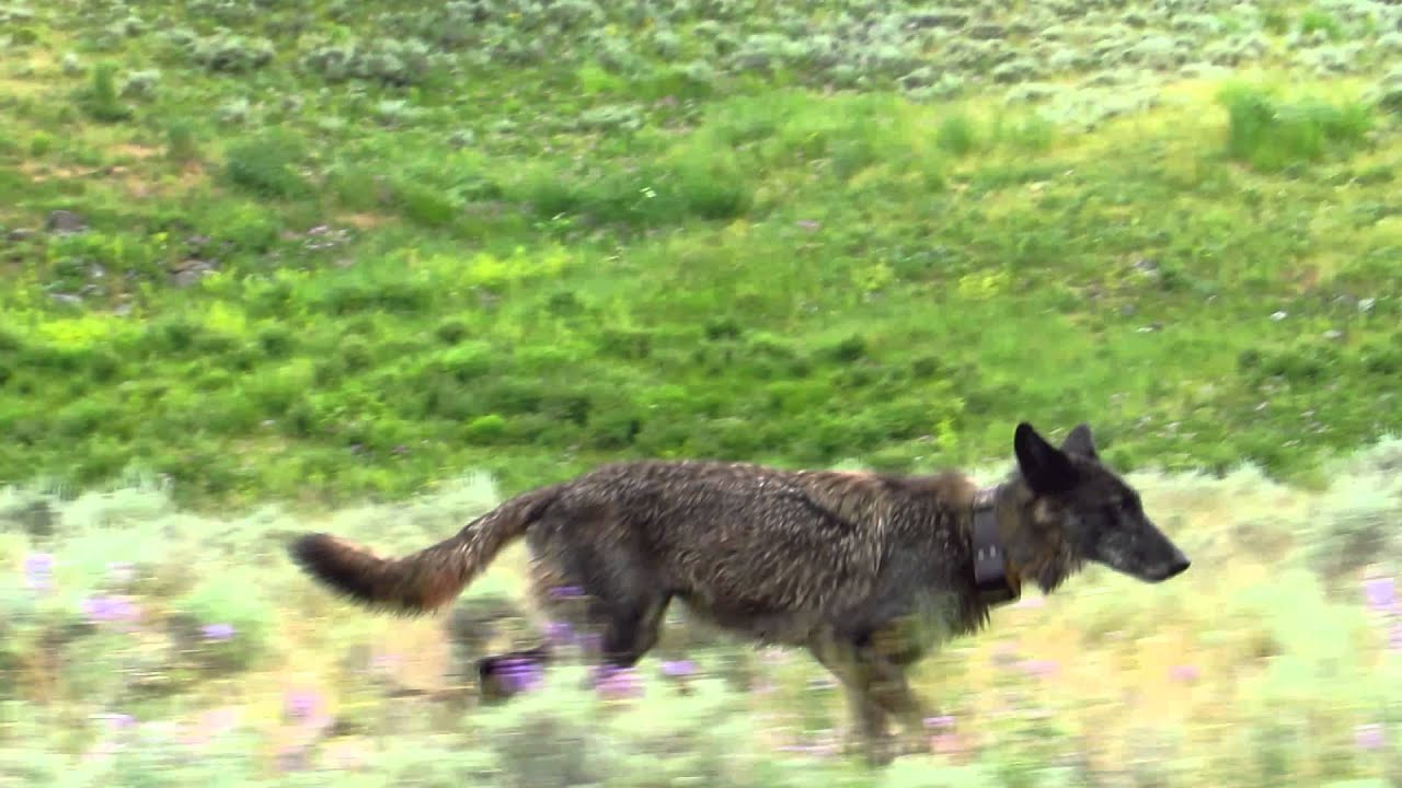 camera iphone 8 plus apk Driving Beside Wolf 926F in Lamar Valley, Yellowstone NP