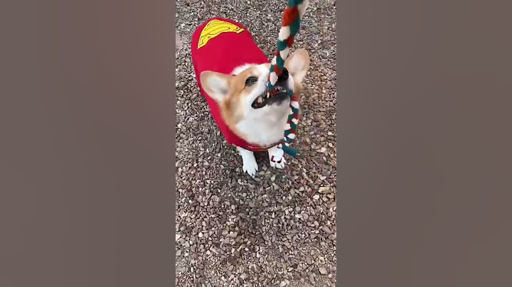 Super Corgi Fails!