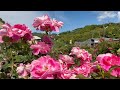 2026/05/14　超超超超超撮り頃です！　千丈の西田バラ園　その２　〜愛媛県八幡浜市〜