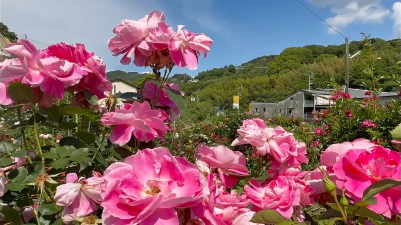 2026/05/14 超超超超超撮り頃です！ 千丈の西田バラ園 その2 〜愛媛県