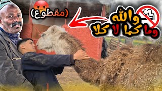 معجزة أخر الزمن ... جمل حبس الماكلة وشراب حيت مكماش الكاروا 🚭⛔️ (مقطووووع) 😡