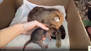 Котята КОШКА и КОТЯТА КОШКА РОДИЛА КОТЯТ НОВОРОЖДЕННЫЕ КОТЯТА Котята КОШКА и КОТЯТА КОШКА РОДИЛА КОТЯТ НОВОРОЖДЕННЫЕ КОТЯТА