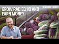 You can EARN money from Growing Radicchio!