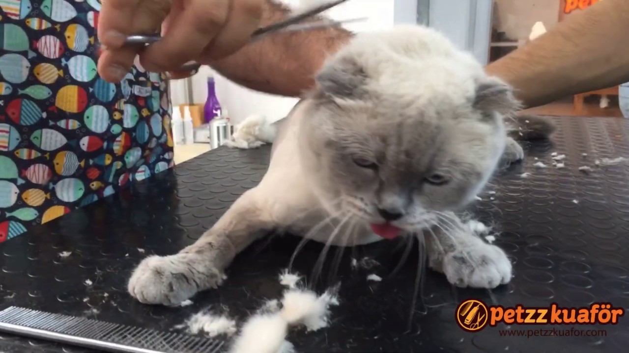 Scottish Fold Tirasi Anestezi Islemi Uygulamadan Kedi Tirasi Nasil Yapilir Youtube