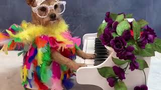 Dog Wearing Funky Costume Plays Mini Piano - 1081113