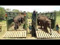 Back To The Wild, A Sri Lankan Elephant Orphan Release