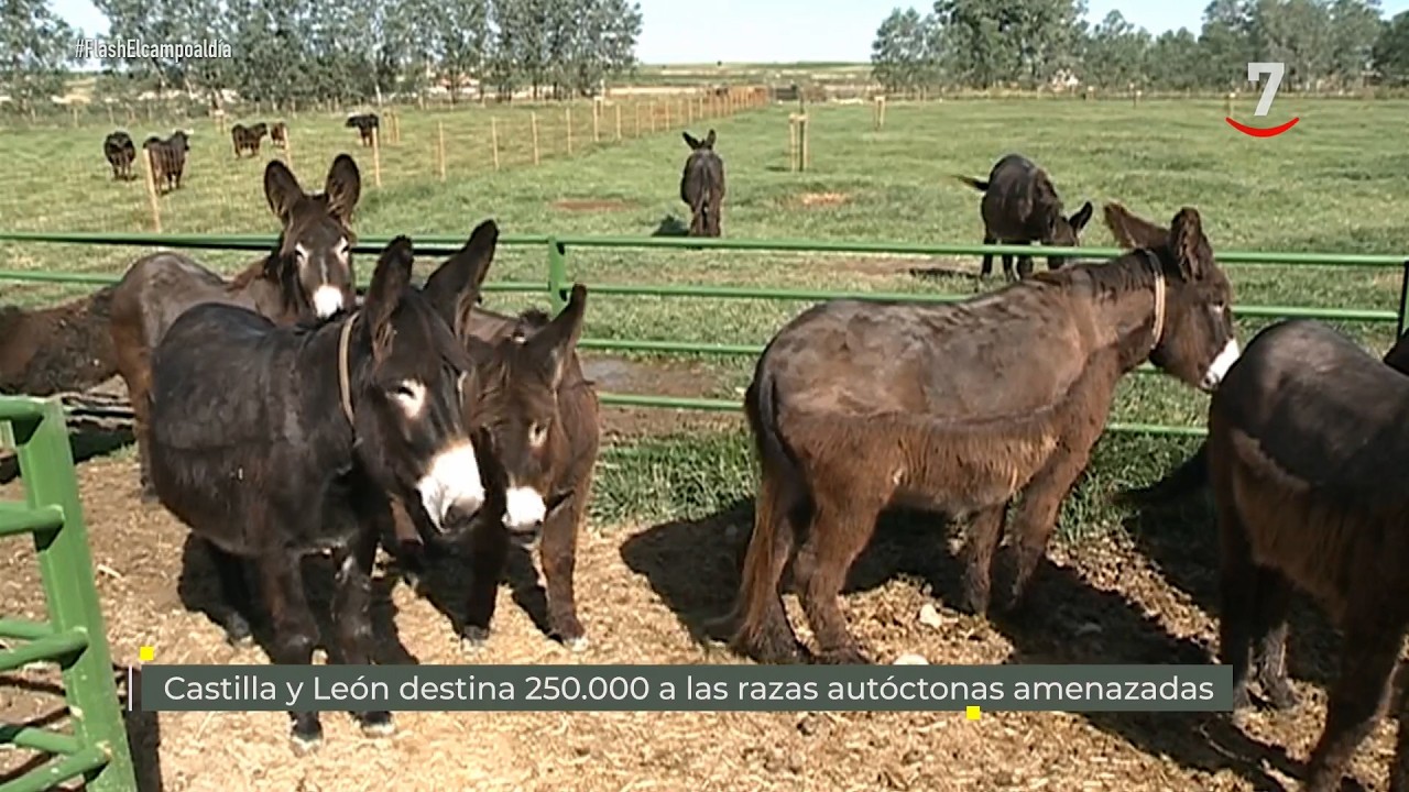 Flash El campo al día (16/07/2026): CyL destina 250.000 a las razas autóctonas amenazadas