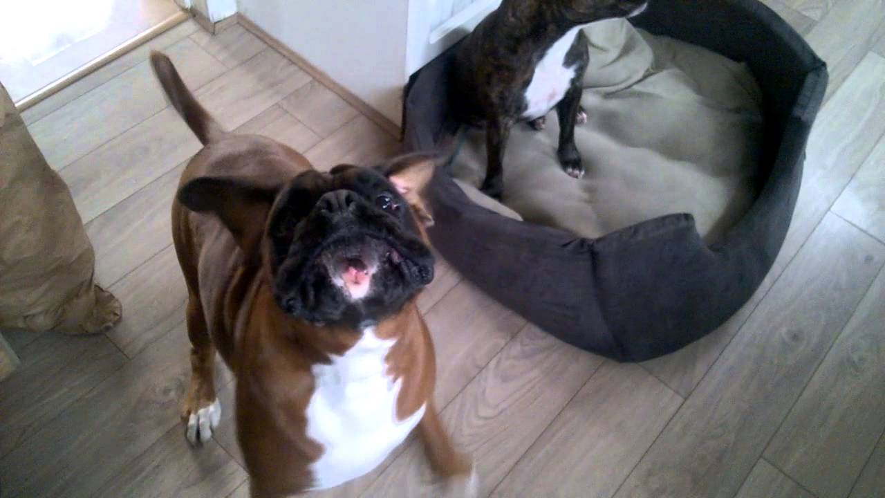funny boxer barking with staffie - YouTube