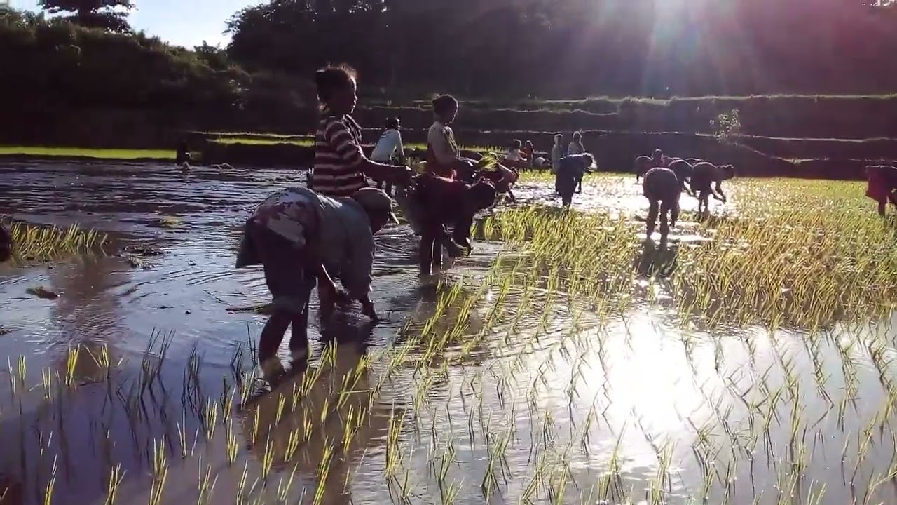 lagudaerah sumba barat lamboya atas nyanyian kewa reko desa sodana💙💙💙