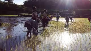 lagudaerah sumba barat lamboya atas nyanyian kewa reko desa sodana💙💙💙