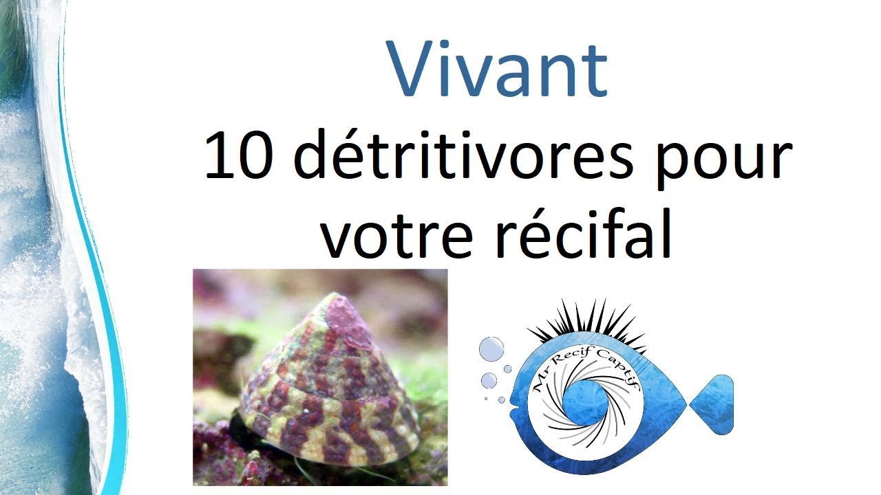 10 Détritivores pour votre aquarium marin - Mr Recif Captif #263