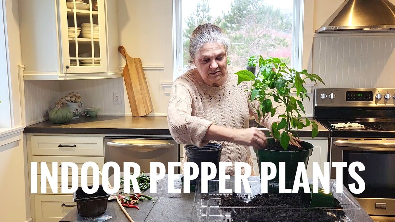 Уход за комнатными растениями перца.