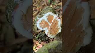 Download Lagu SERAPAT BERGETAH MELELEH! MP3