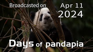 20240411 Broadcast Top Highlights 04 by pandapia HD 126 views 6 days ago 2 minutes, 6 seconds