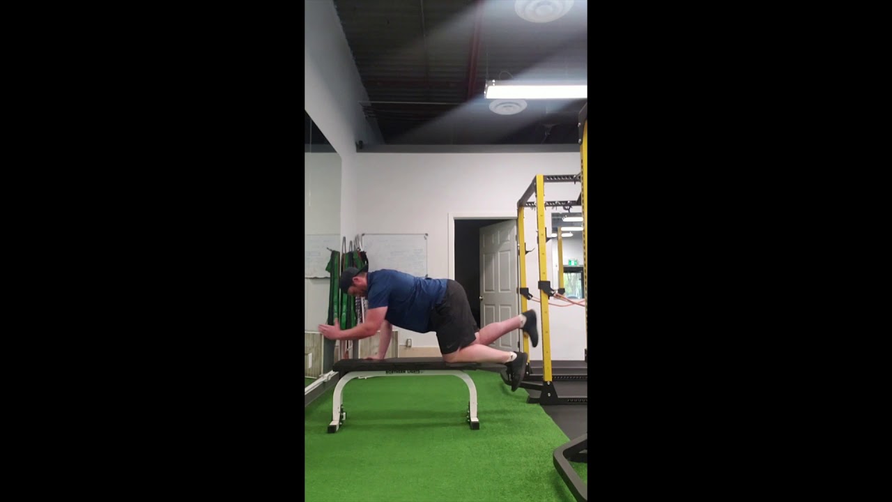 Bird Dog On Bench YouTube