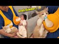 LUCU BANGET..! Si Bapak Menyusui Kucing &amp; Anaknya Layaknya Anak Kembar ~ Video Kucing Lucu Terbaru