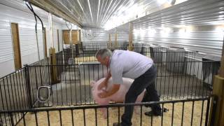 How to Enhance White Show Pigs
