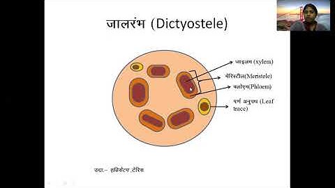 Stelar system  Protostele (Hindi)
