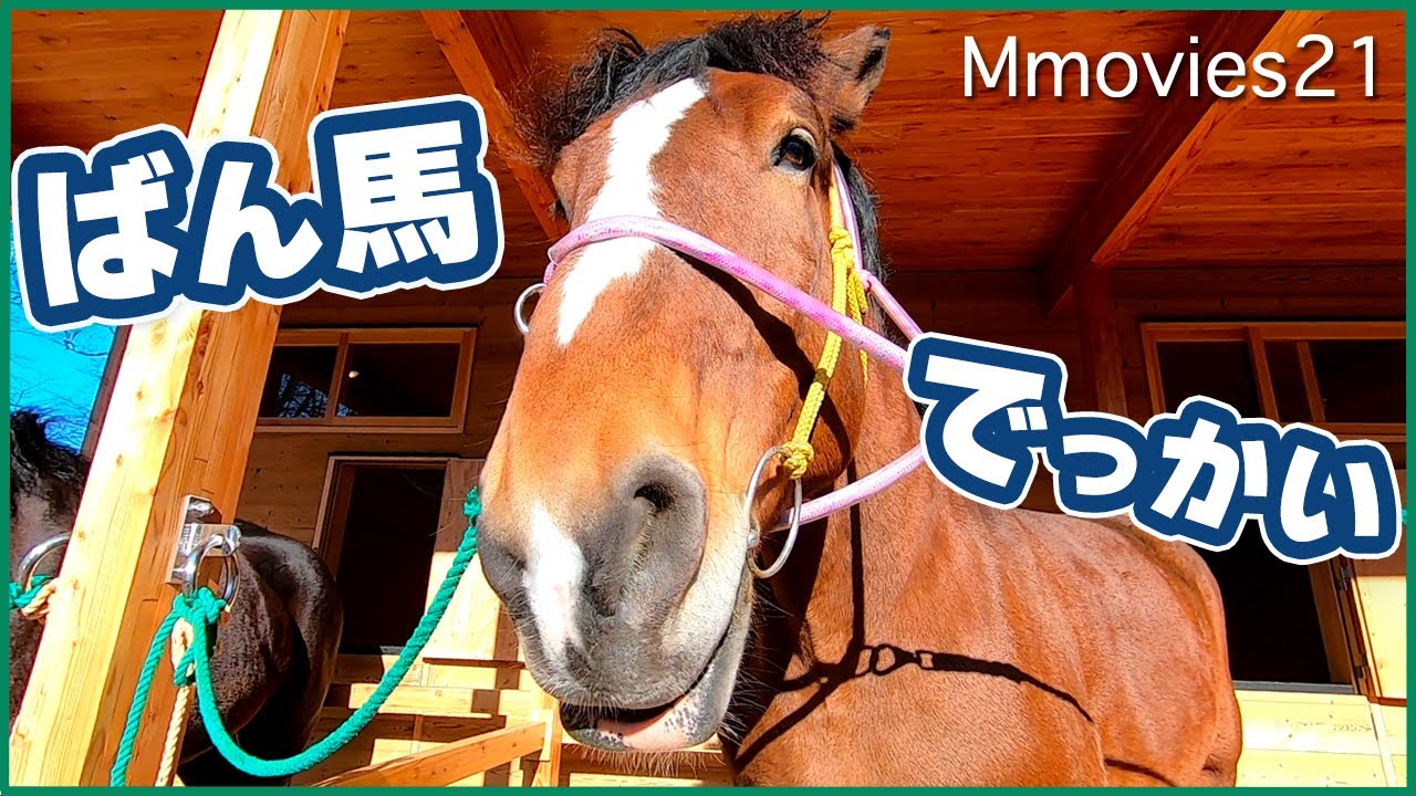 おびひろ動物園にばん馬来園！新しい「馬ふれあい舎」でトラシゲとムホウマツゴロウに会ってきた！