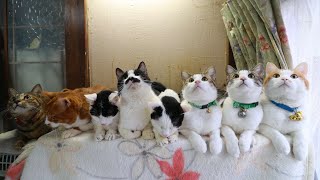 8匹の猫　240420 by かご猫 Blog 4,583 views 9 days ago 2 minutes, 30 seconds