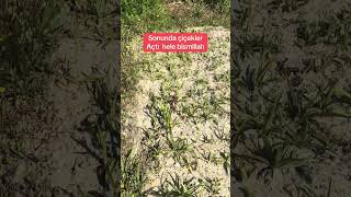 Hele şükür #salep #tarla #doga #ilahirahmet #ytdayibenionecikarnolur #duet #para