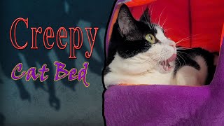 Purple Paws Pad: WARNING Creepy Cat Bed🐱#cat by Our Catio Home 274 views 2 weeks ago 1 minute, 27 seconds