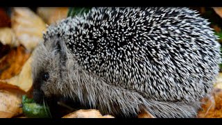 Hedgehog eating kiwi