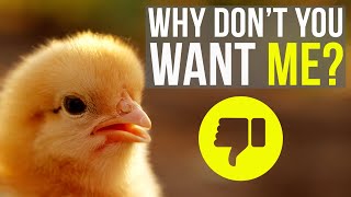 Why People STOP Keeping Chickens  4 Reasons and Solutions