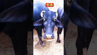 Httpsyoutubecomshortsevgrmhscqgusiy m90kti cow funny comedy shorts