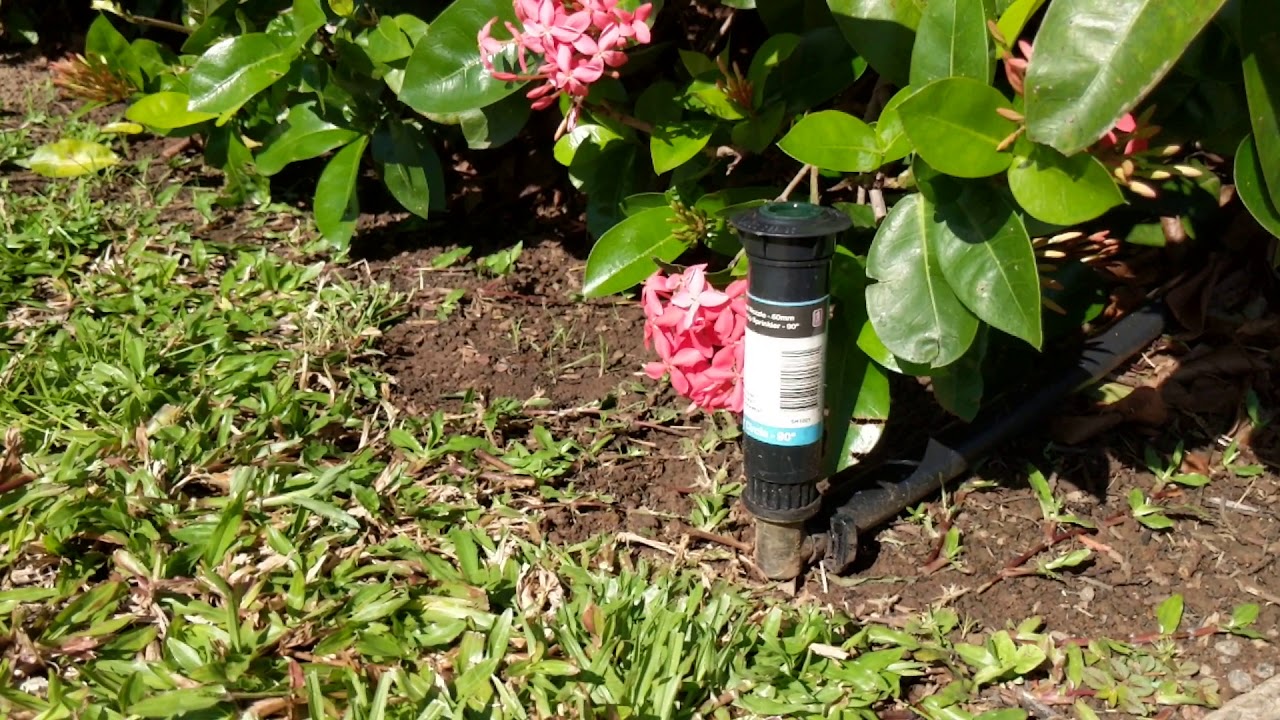 My tropical garden in Woodroffe Northern Territory