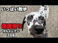 保護犬ダルメシアン・散歩に行こう!【2日目】