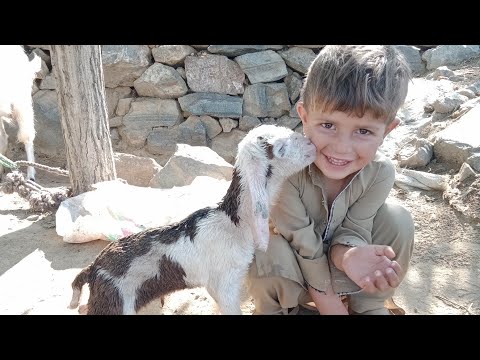 most cute babies in the world with Nice Turkish song