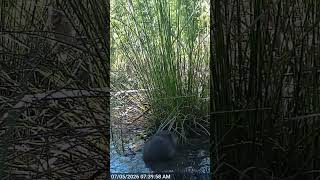 Baby Beaver Grabs a Quick Bite Before Starting the Day