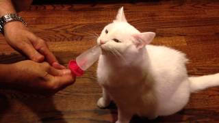 Cat Video Bliss Licks Popsicle