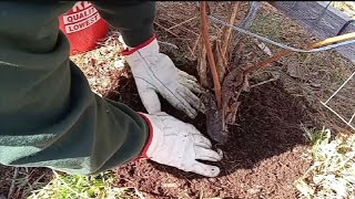 Old-timer Grape Vine Fertilizing & Hops Bed Maintenance