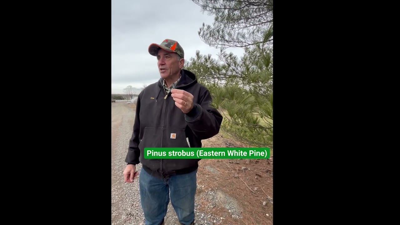 Curious about identifying plants in late winter and early spring? 🌼