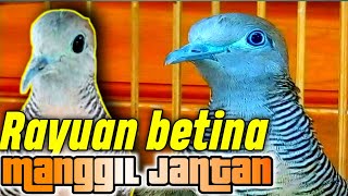 Suara perkutut betina dan jantan sahut-sahutan