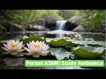 Enhance your focus with forest asmr study ambiance