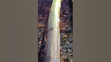 Log Peeling with a Draw Knife - Tree Bark Scraper Tool