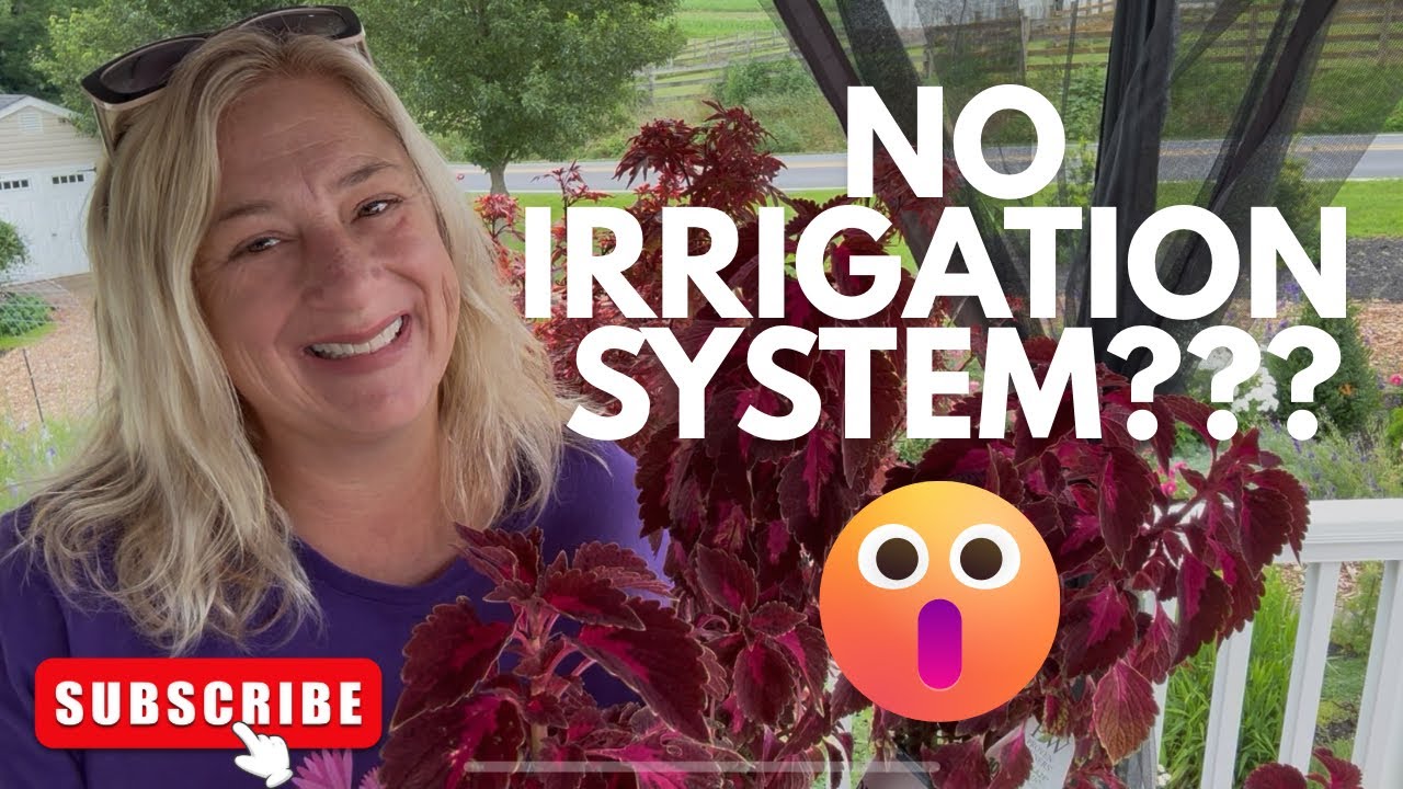 Watering My Gardens Without Irrigation | Low-Water Gardening Tips 