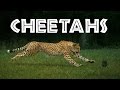 Cheetah Quiz