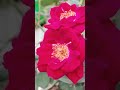 देसी गुलाब  || home gardening👍| #youtubeshorts #gardening #rose #terracegardenindia