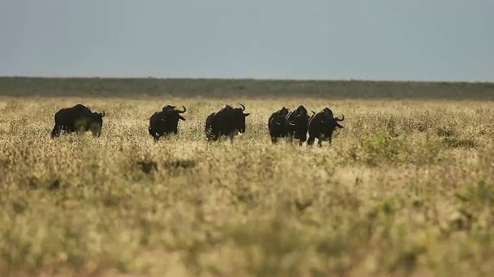 Six Wildebeest Walk Beside a Pride of Lions