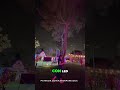 Árboles LED Navideños: ¡Decoración Mágica para Tus Fotos! #shorts